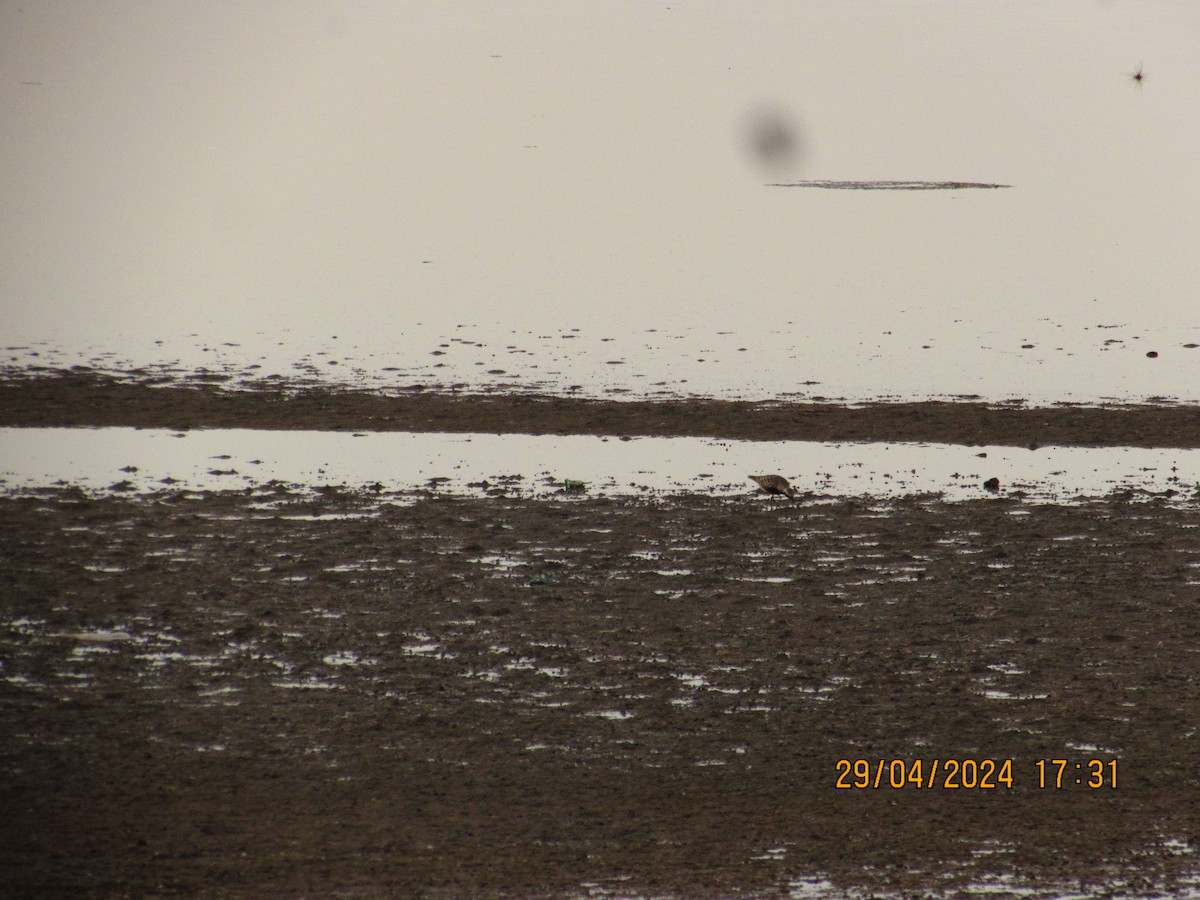 Black-bellied Plover/golden-plover sp. - Mugillan V