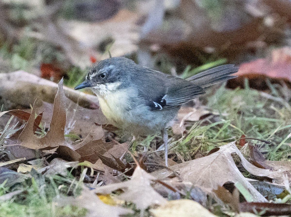 White-browed Scrubwren - David Carson