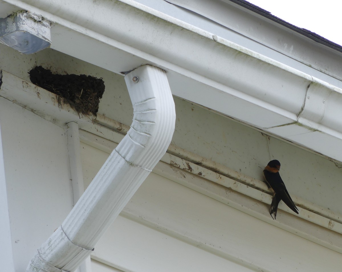 Barn Swallow - Emily Huang