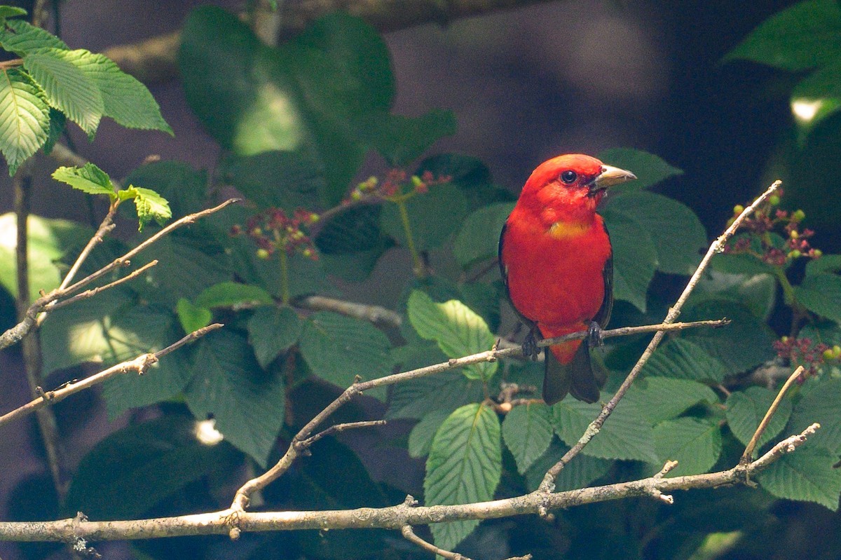 Scarlet Tanager - Christine Kozlosky