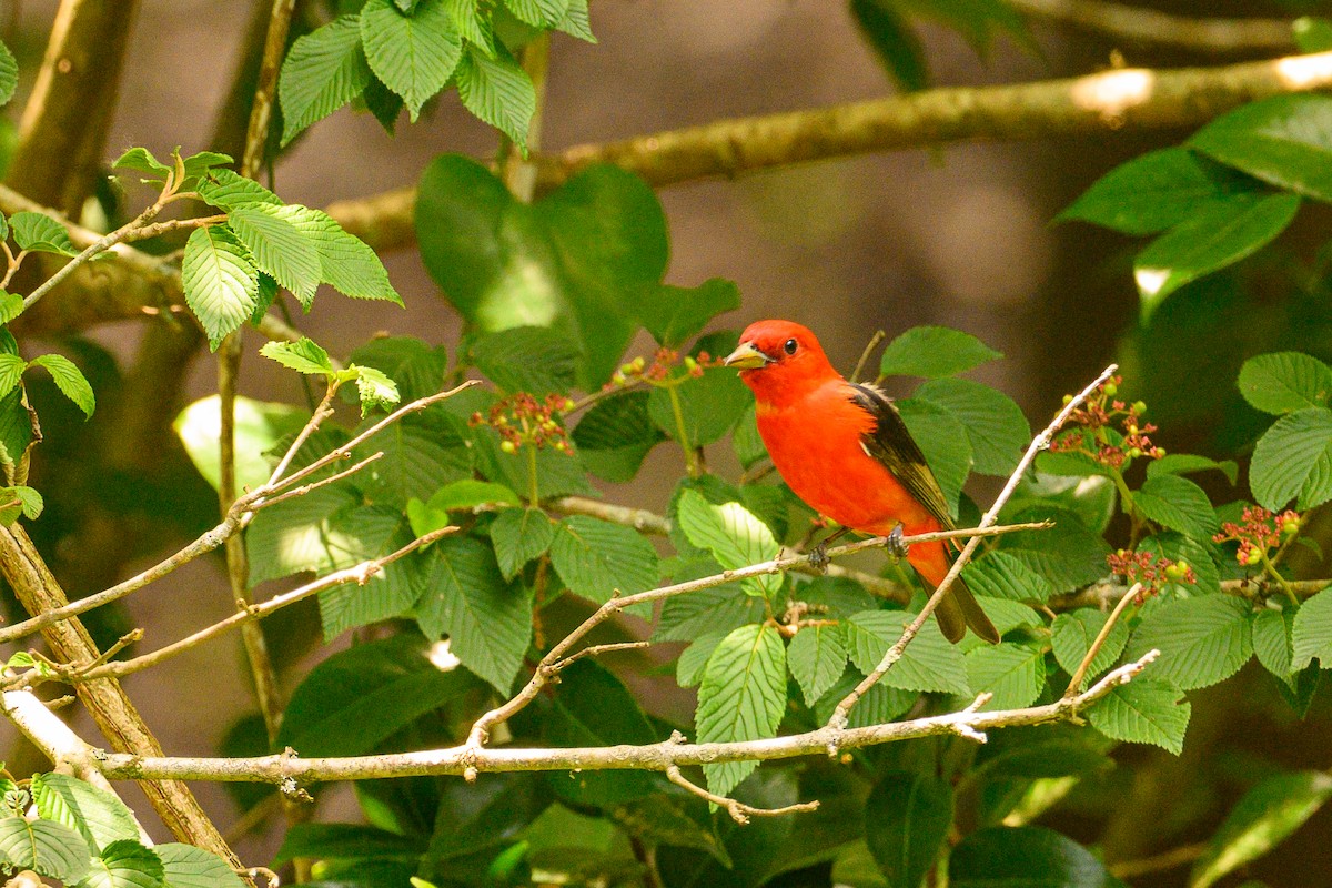 Scarlet Tanager - Christine Kozlosky