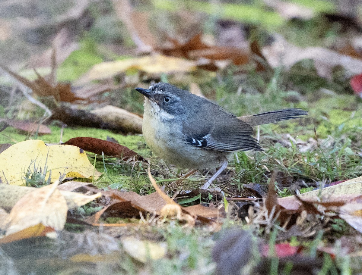 White-browed Scrubwren - David Carson