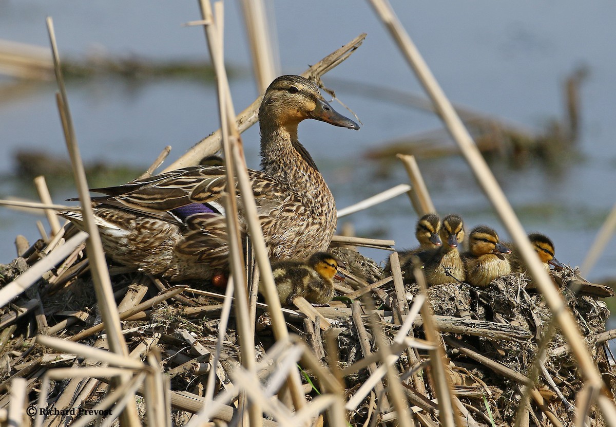 Mallard - Richard Prévost