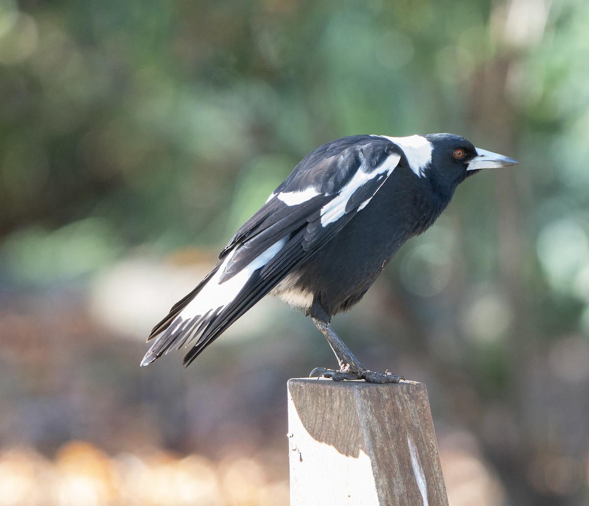 Australian Magpie - David Carson