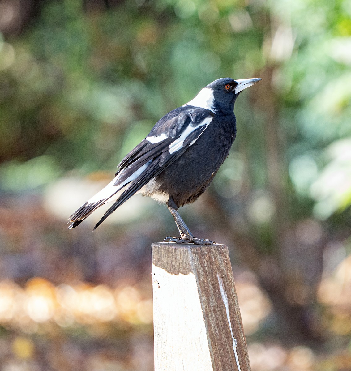 Australian Magpie - ML619666549