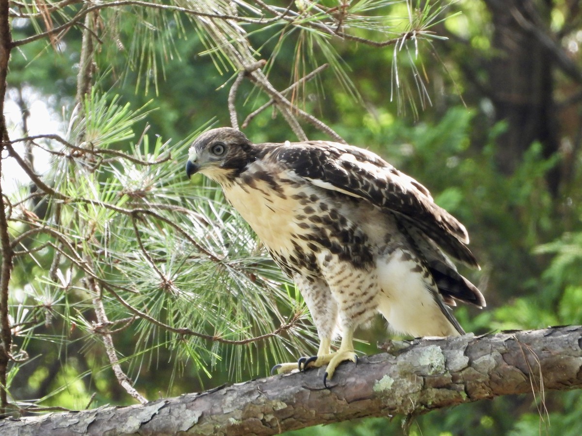 Red-tailed Hawk - ML619666552