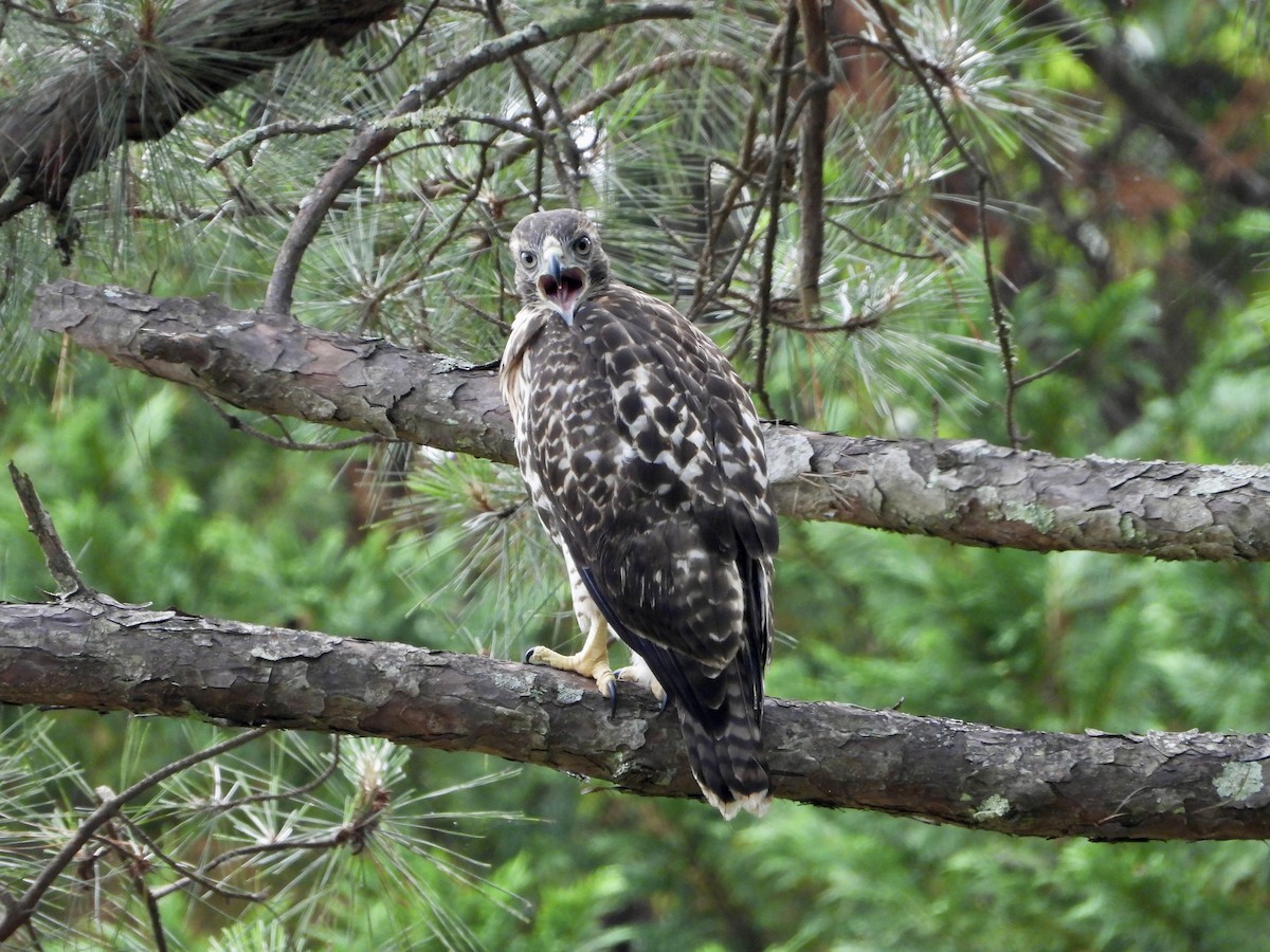 Red-tailed Hawk - ML619666553