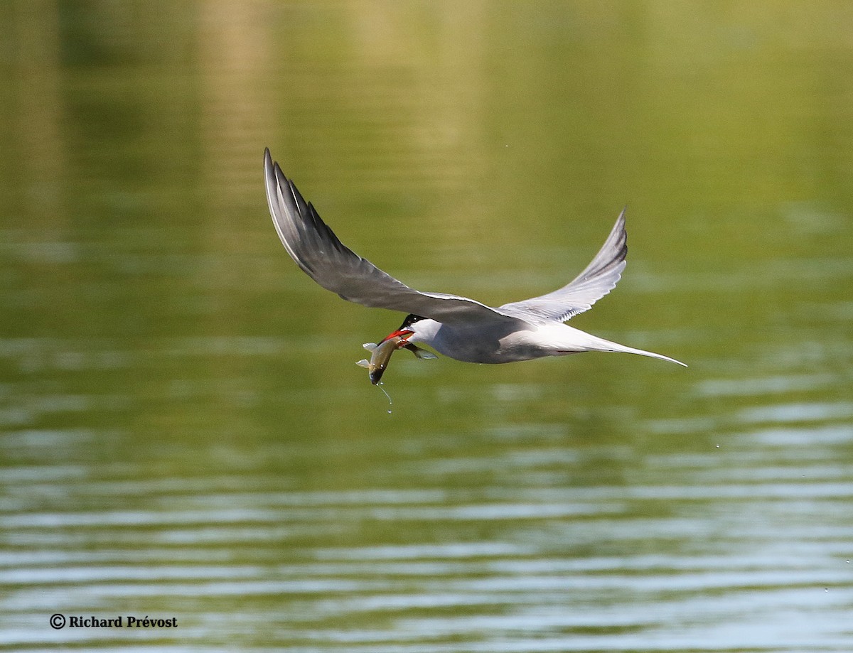 Common Tern - Richard Prévost
