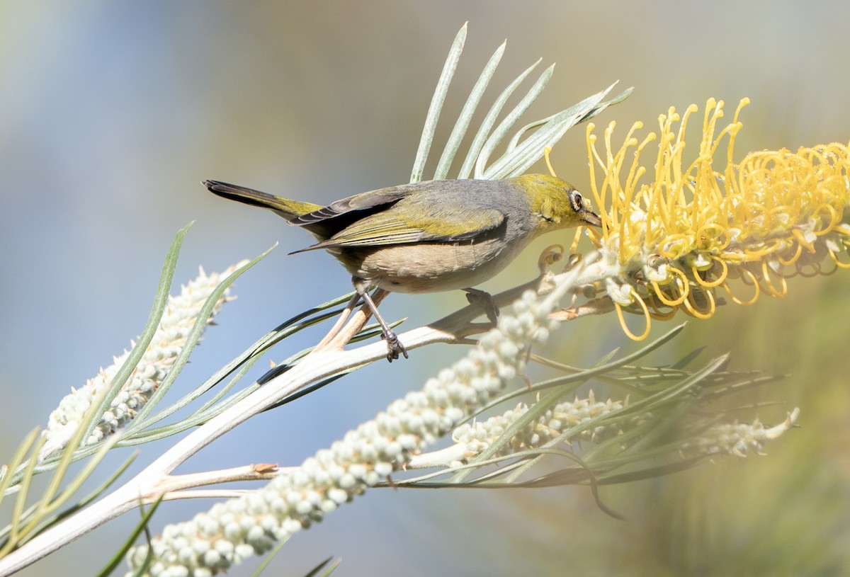 Graumantel-Brillenvogel - ML619666555