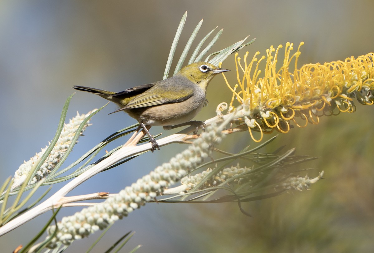 Graumantel-Brillenvogel - ML619666556