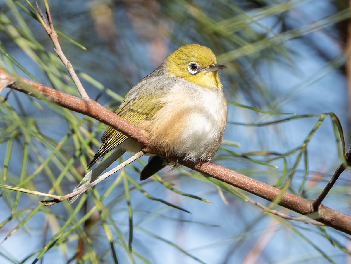 Silvereye - David Carson