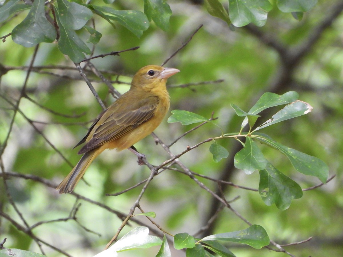 Summer Tanager - Walter Calhoun