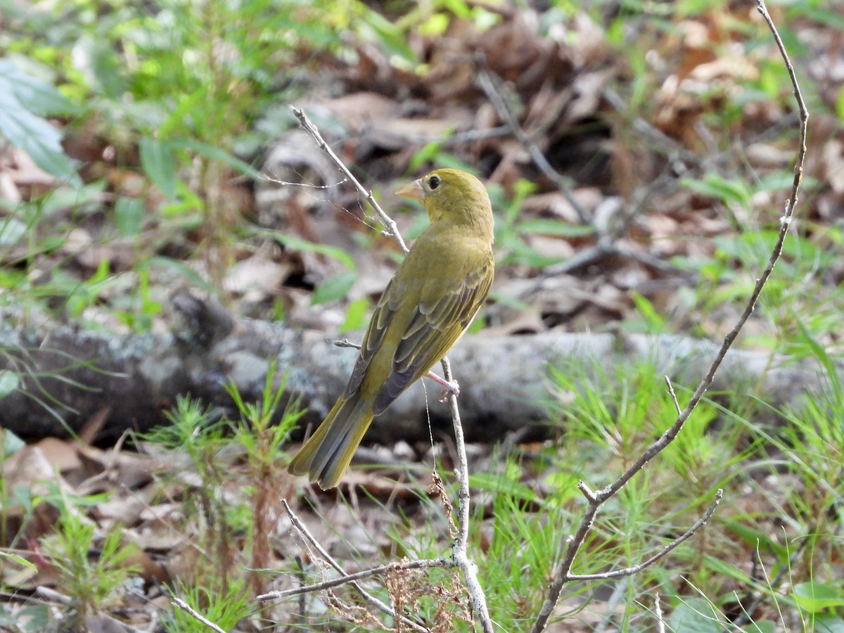 Summer Tanager - Walter Calhoun