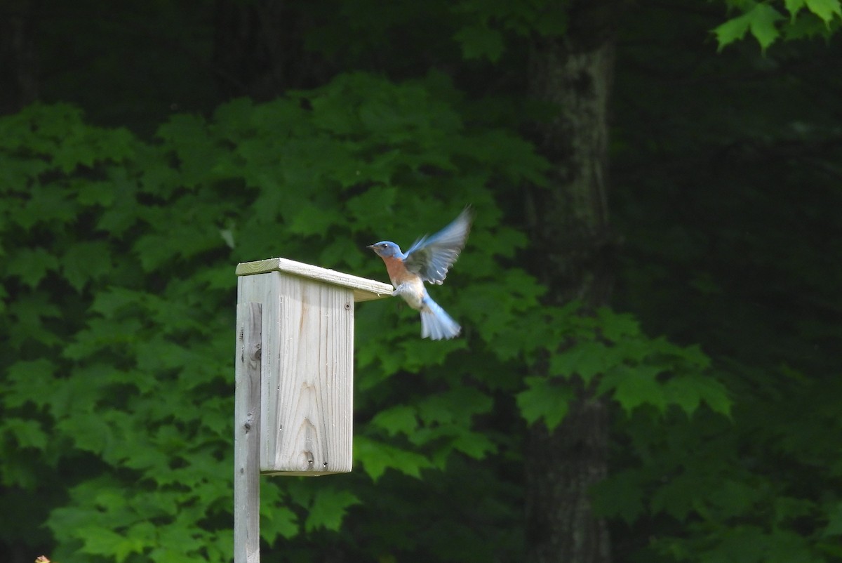 Eastern Bluebird - Donna Millar