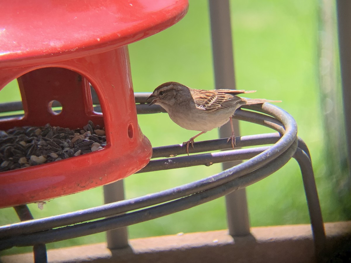 Chipping Sparrow - August Palmer