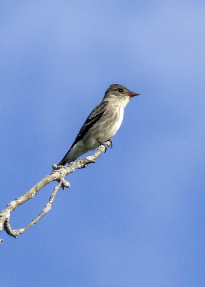 Olive-sided Flycatcher - ML619666572