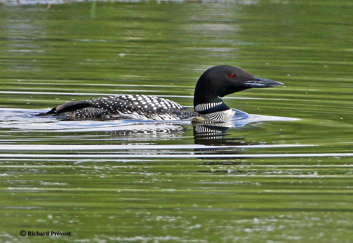 Common Loon - ML619666573