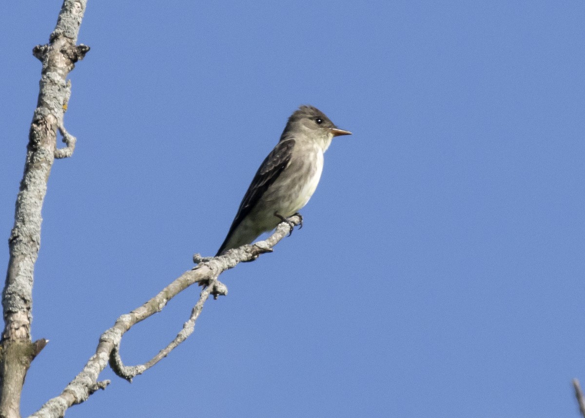 Olive-sided Flycatcher - ML619666574