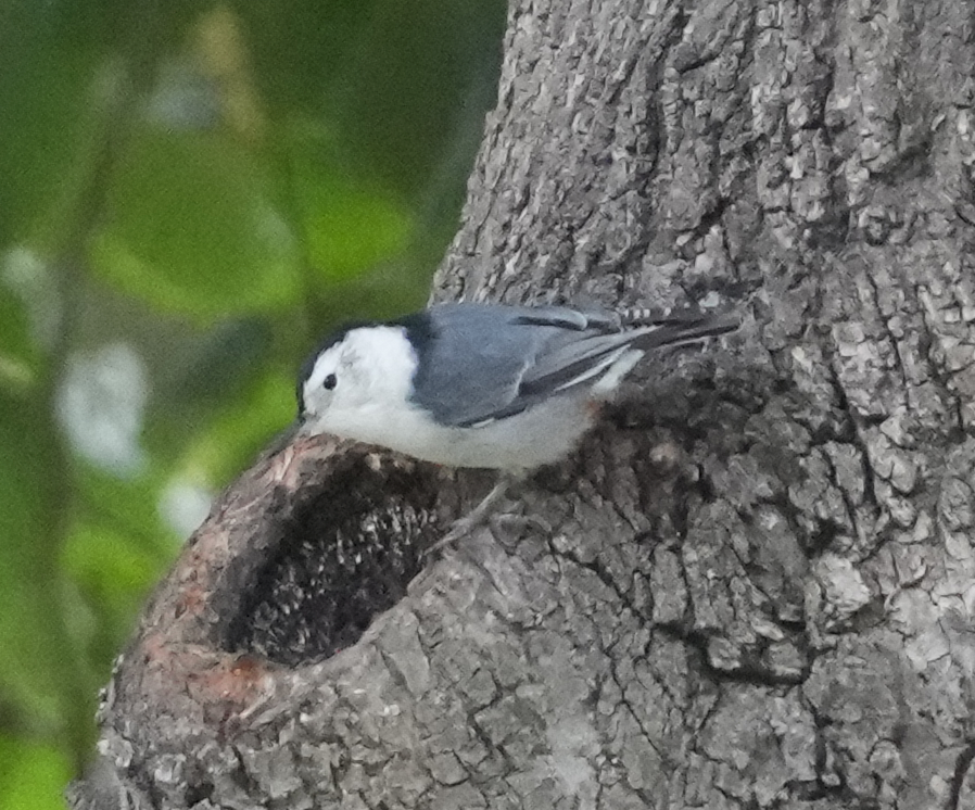 White-breasted Nuthatch - Zhongyu Wang