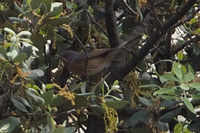 Western Subalpine Warbler - Wytske De Groot