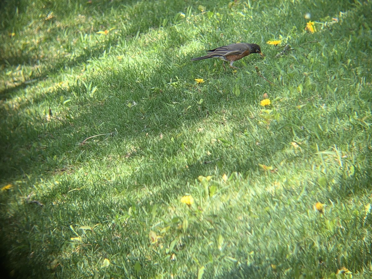 American Robin - August Palmer