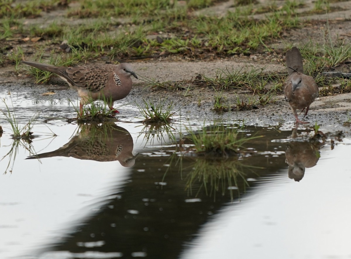 Spotted Dove - Keng Keok Neo