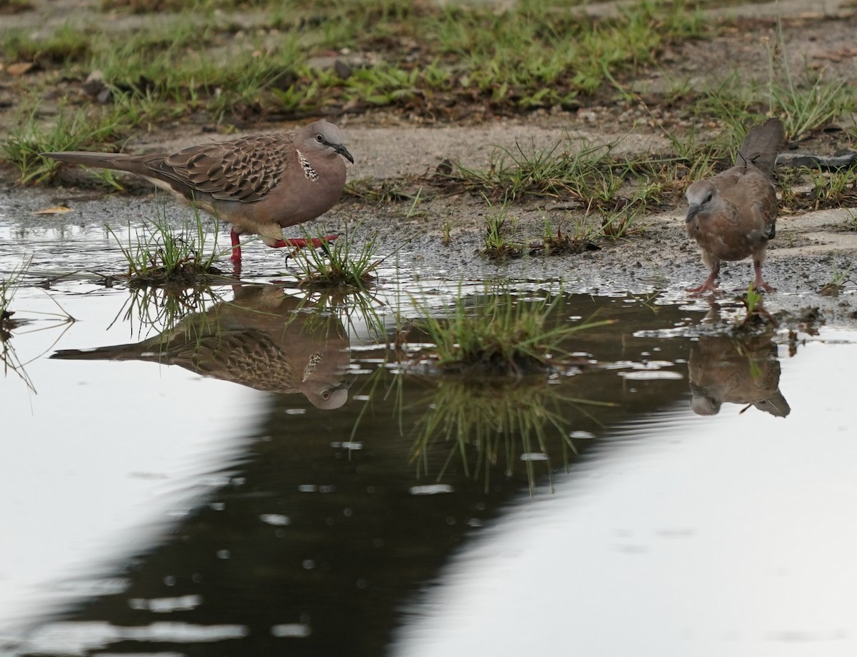 Spotted Dove - Keng Keok Neo