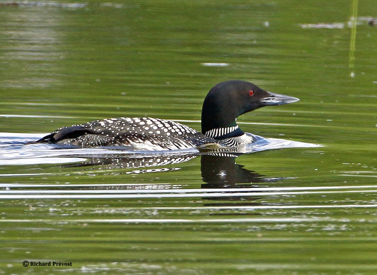 Common Loon - Richard Prévost