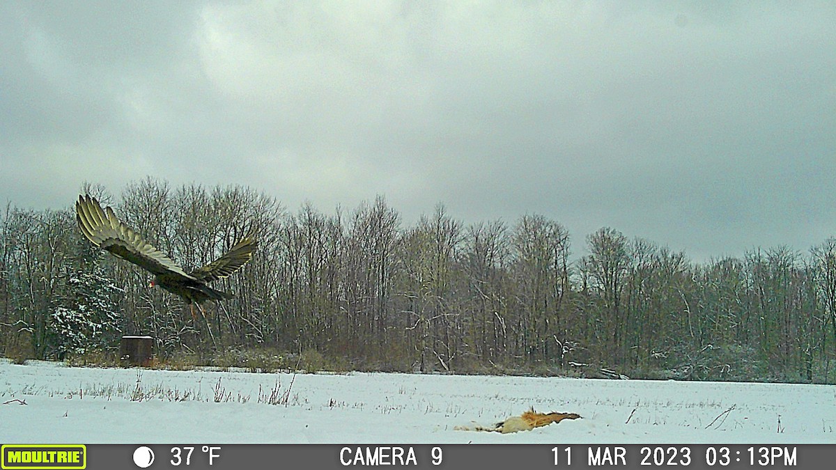 Turkey Vulture - ML619666590