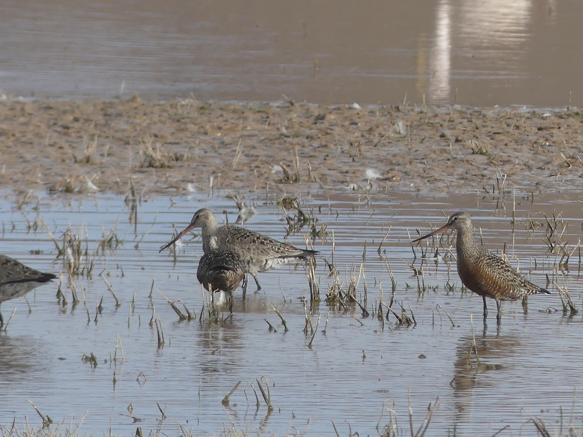 Hudsonian Godwit - ML619666591