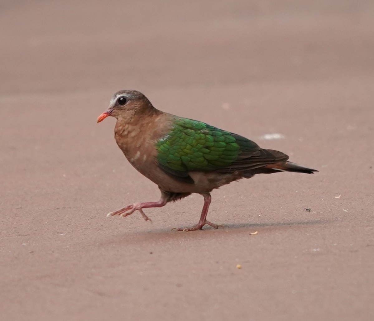 Asian Emerald Dove - Keng Keok Neo