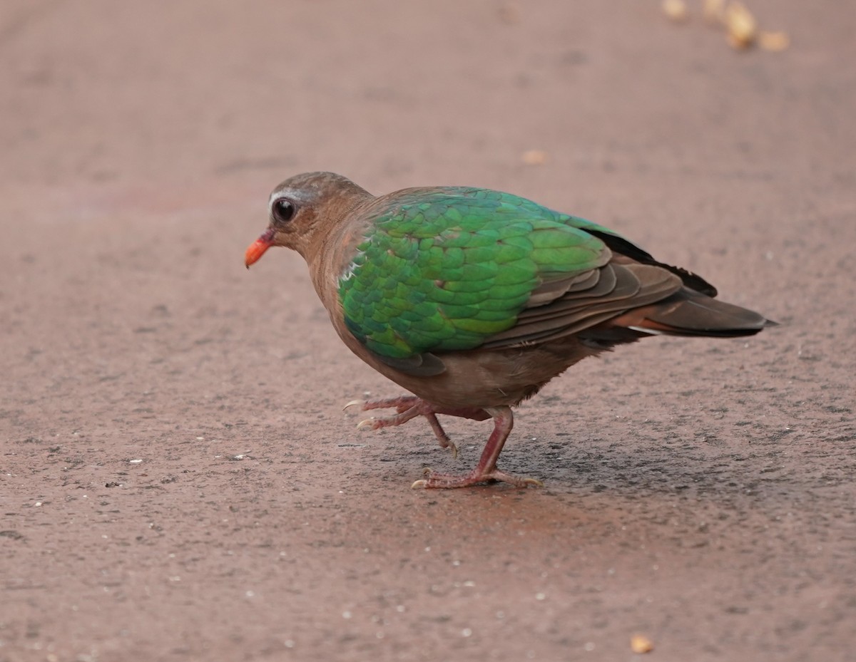 Asian Emerald Dove - Keng Keok Neo