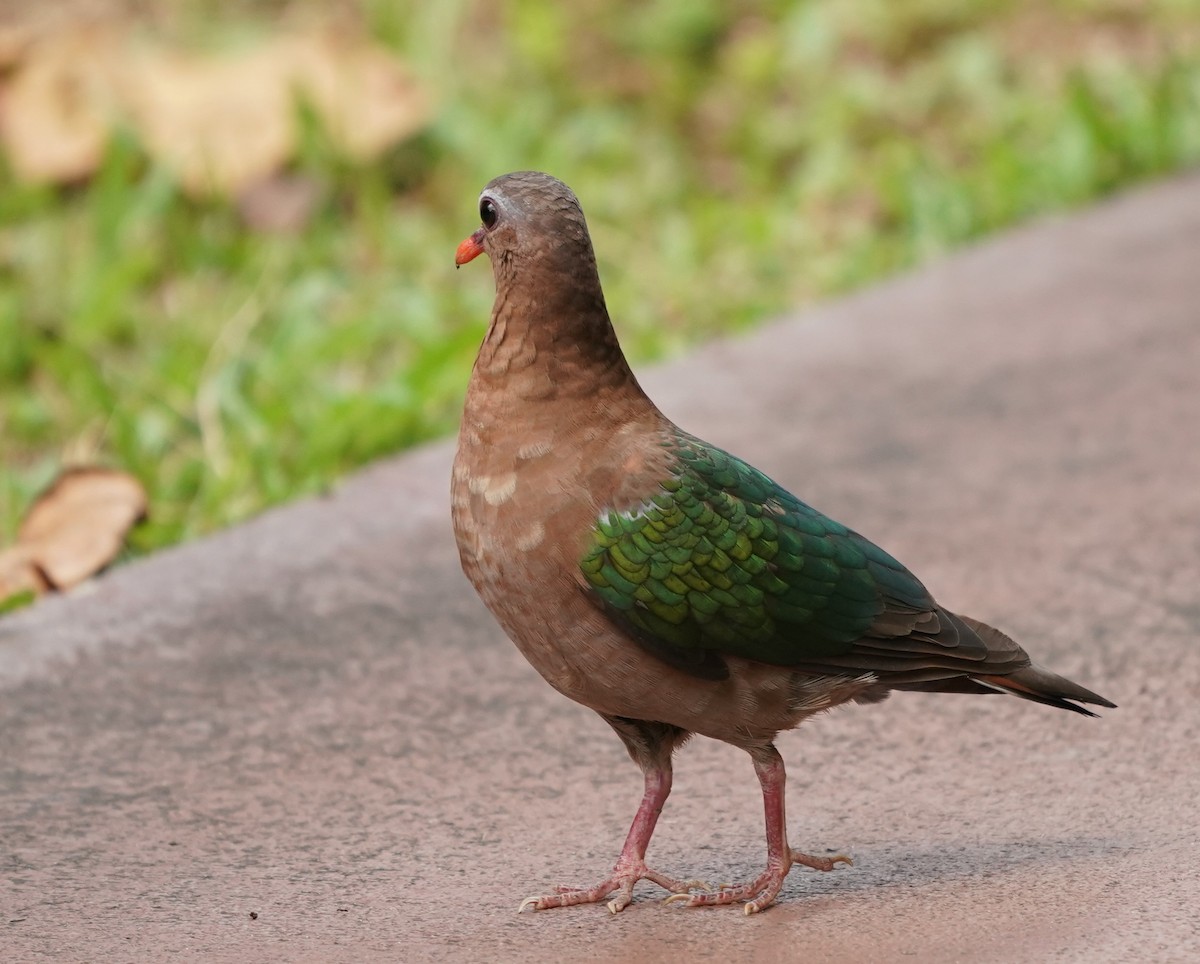 Asian Emerald Dove - Keng Keok Neo