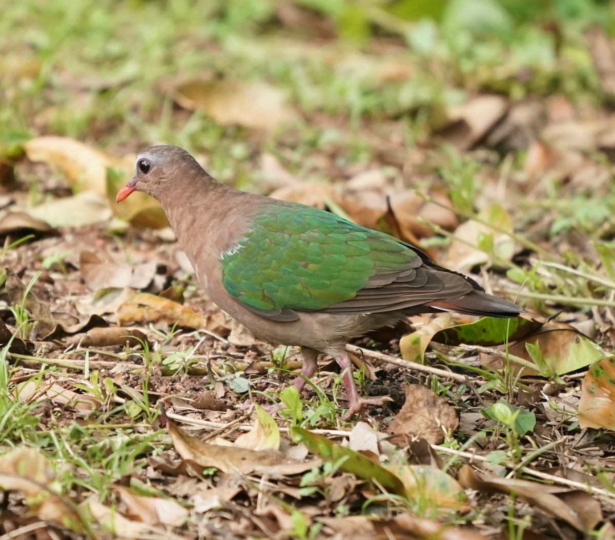 Asian Emerald Dove - Keng Keok Neo