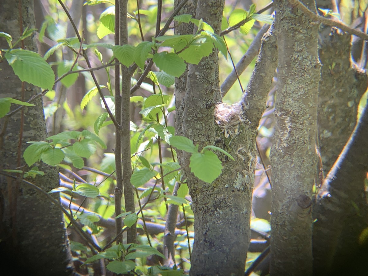 American Redstart - August Palmer