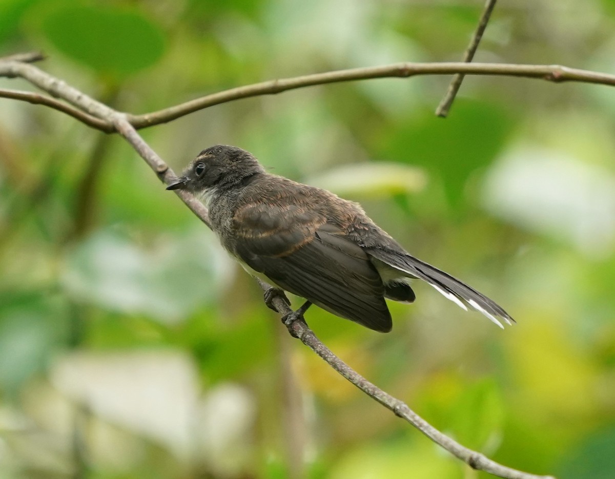 Malaysian Pied-Fantail - Keng Keok Neo