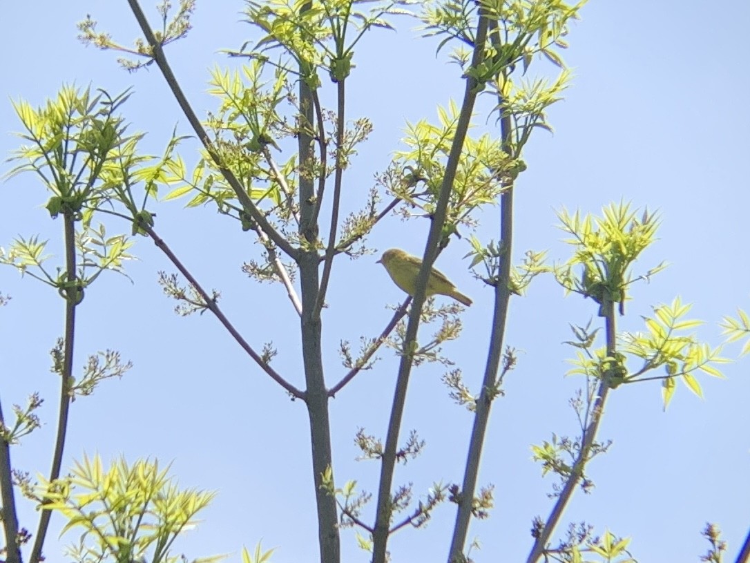 Yellow Warbler - August Palmer