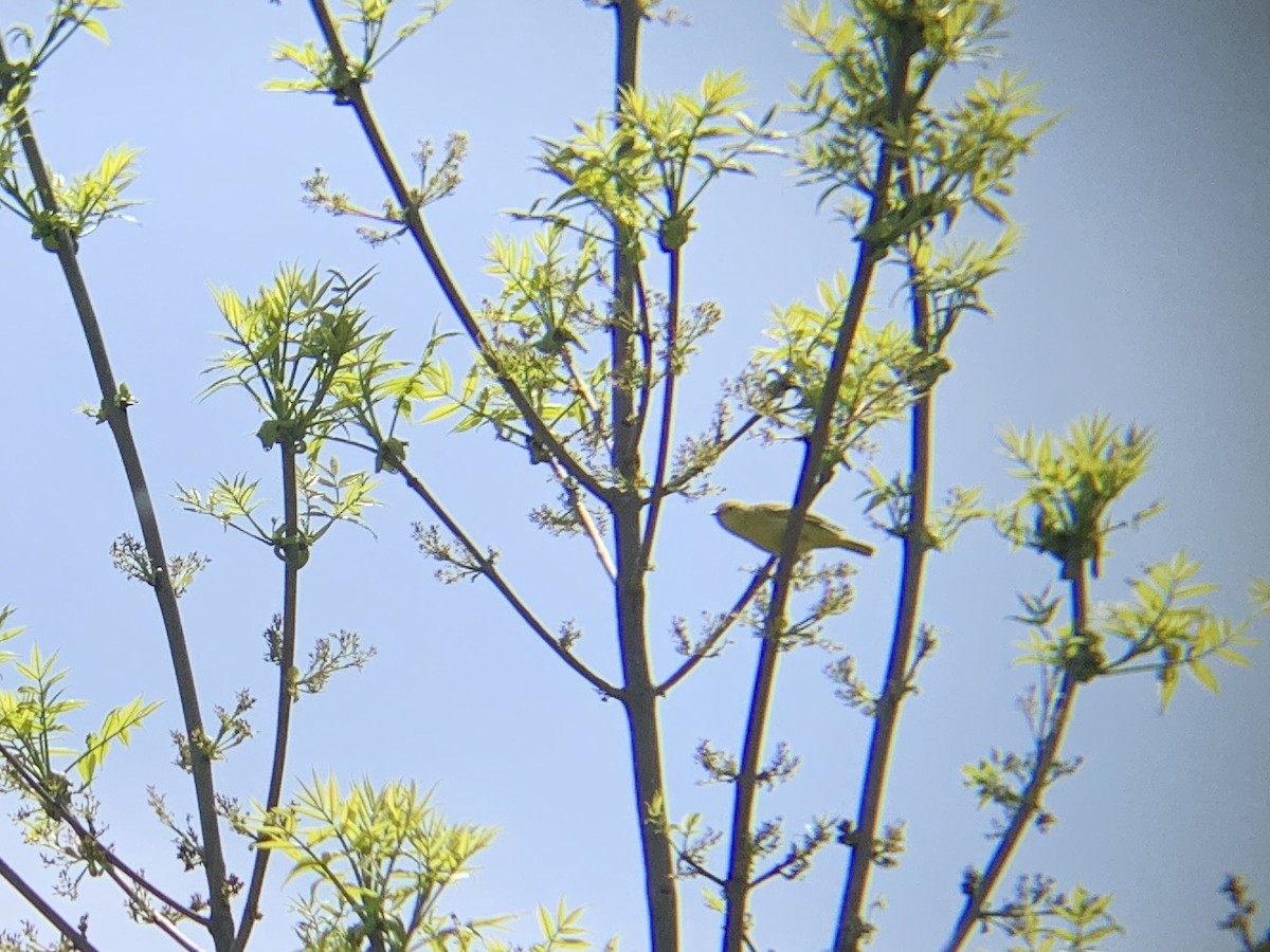 Yellow Warbler - August Palmer