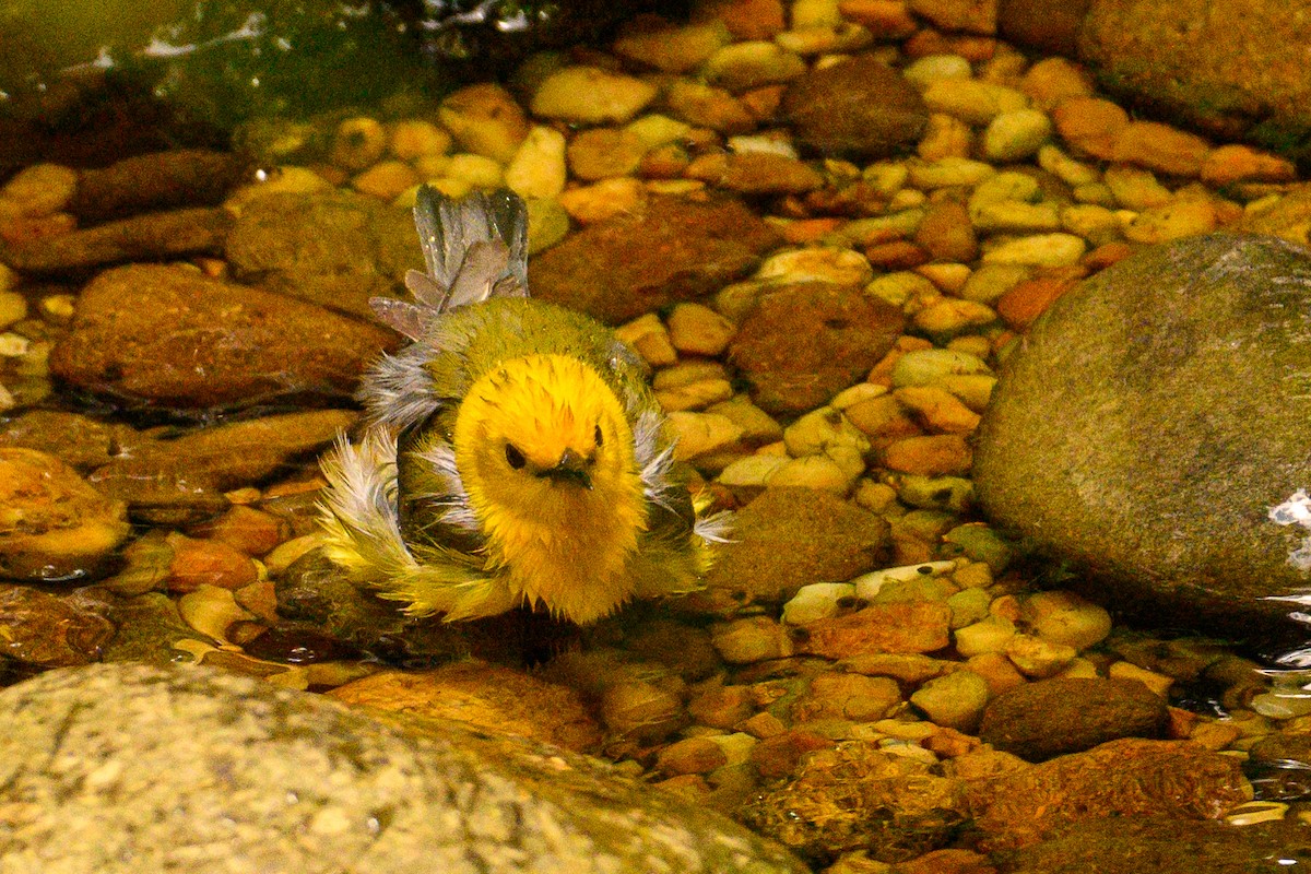 Prothonotary Warbler - Christine Kozlosky