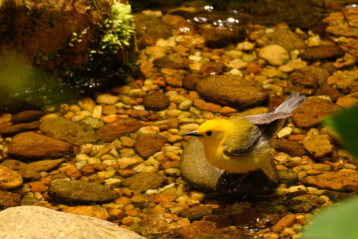 Prothonotary Warbler - Christine Kozlosky