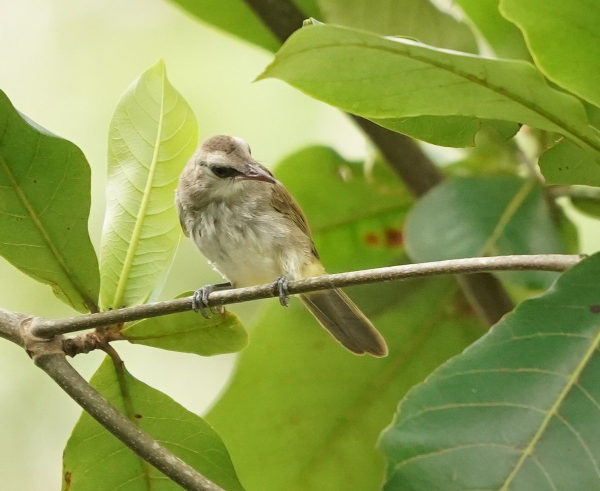 Yellow-vented Bulbul - Keng Keok Neo