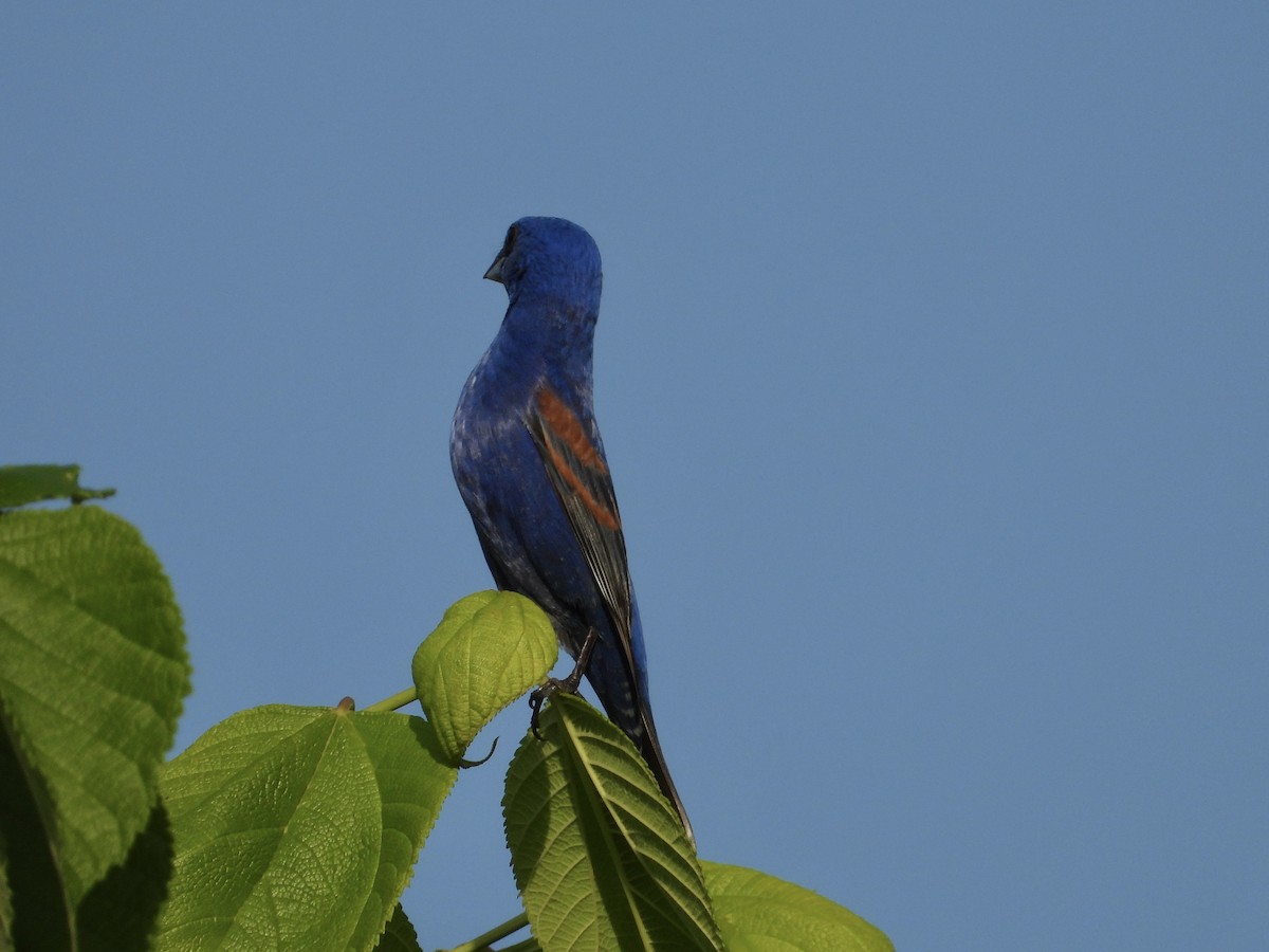 Blue Grosbeak - Walter Calhoun