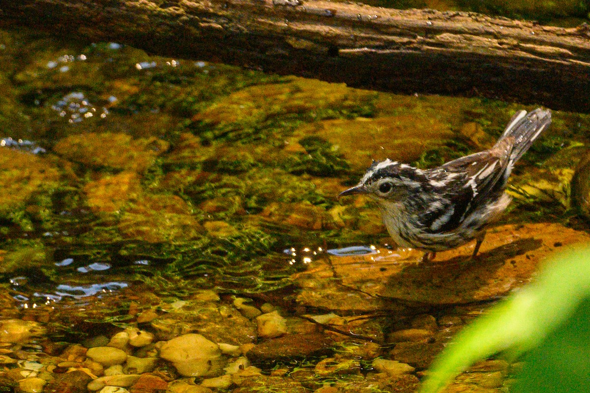 Black-and-white Warbler - Christine Kozlosky