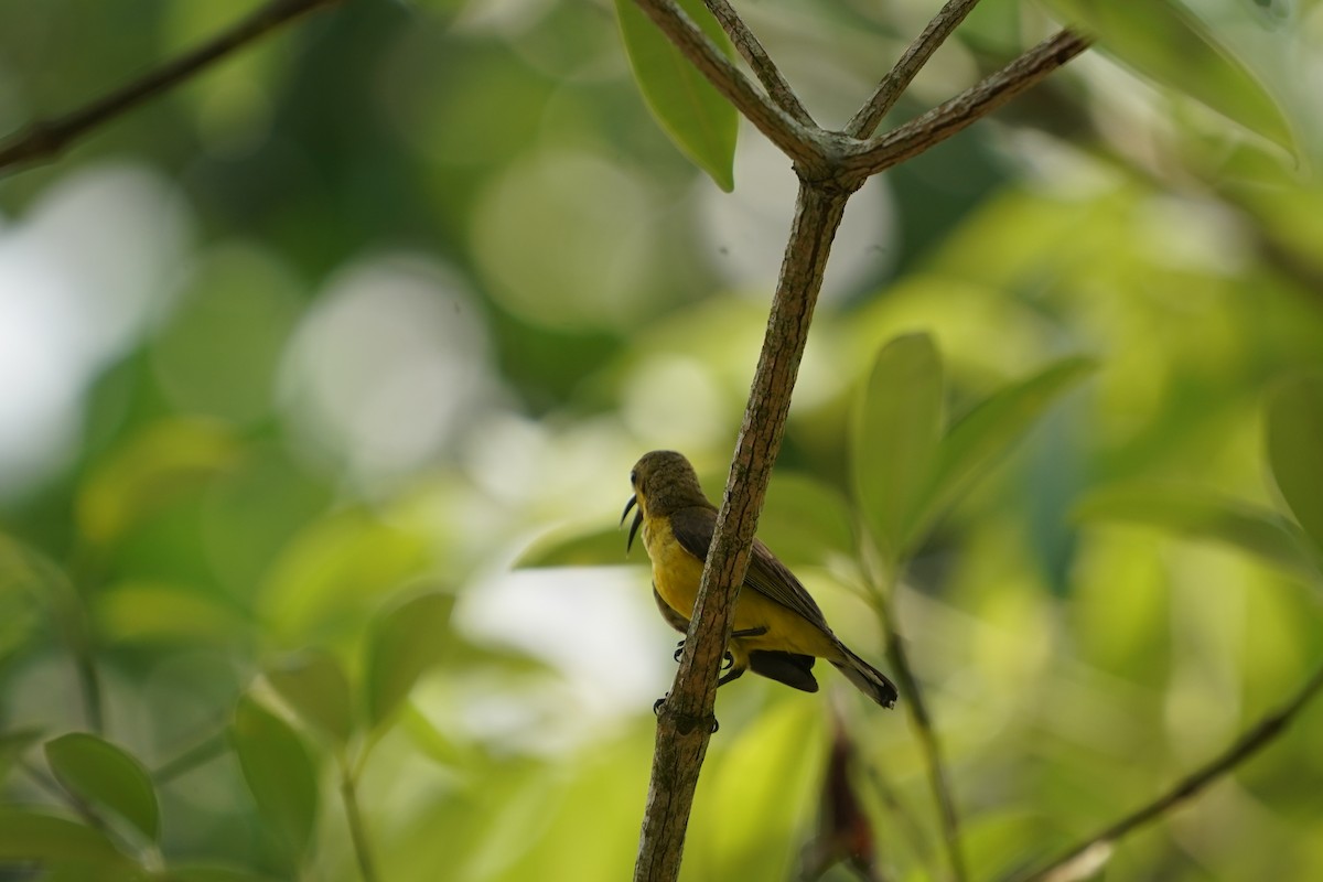 Ornate Sunbird - Keng Keok Neo