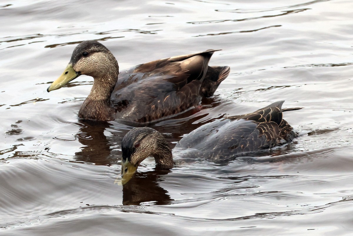 American Black Duck - Vern Bothwell