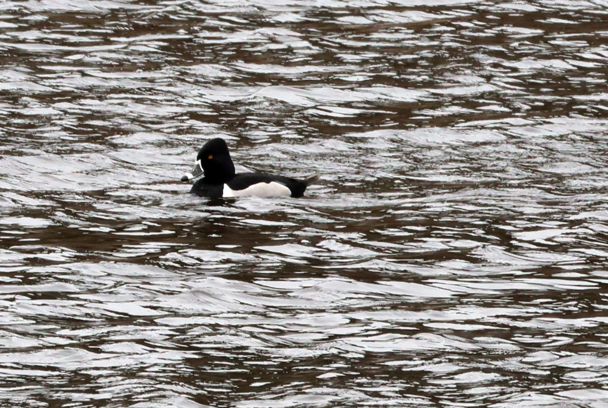 Ring-necked Duck - ML619666634