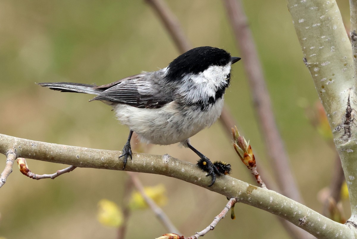 Black-capped Chickadee - ML619666638