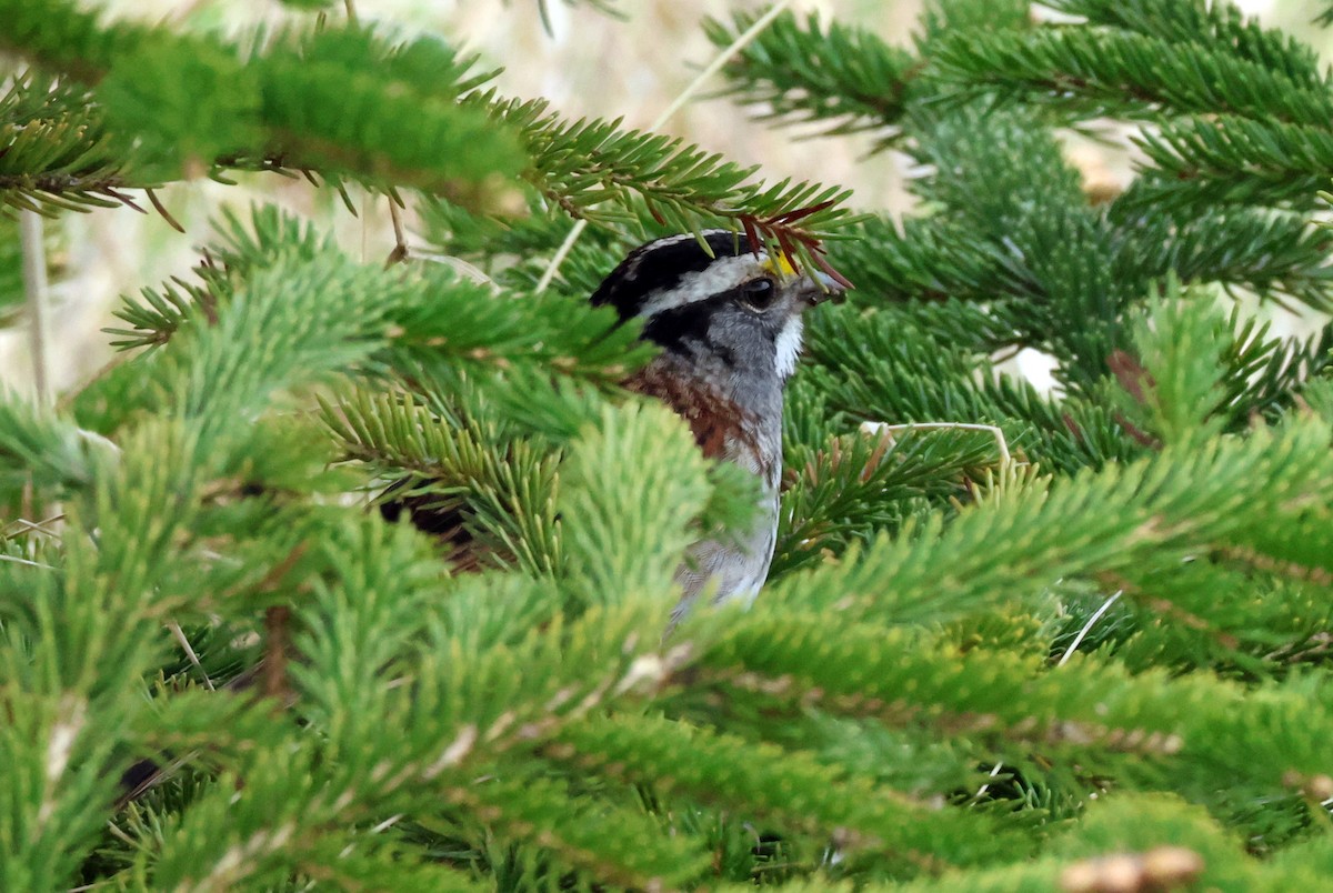 White-throated Sparrow - Vern Bothwell