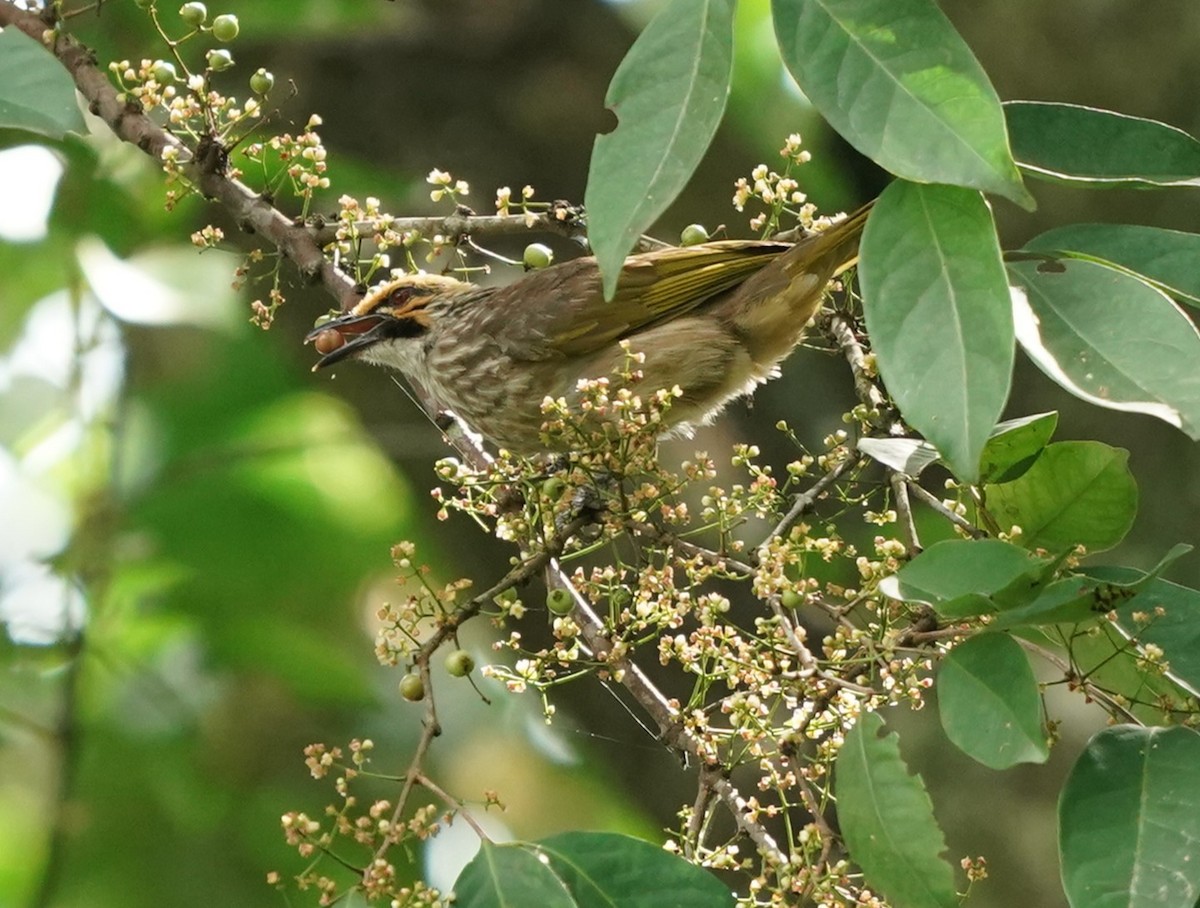 Straw-headed Bulbul - Keng Keok Neo