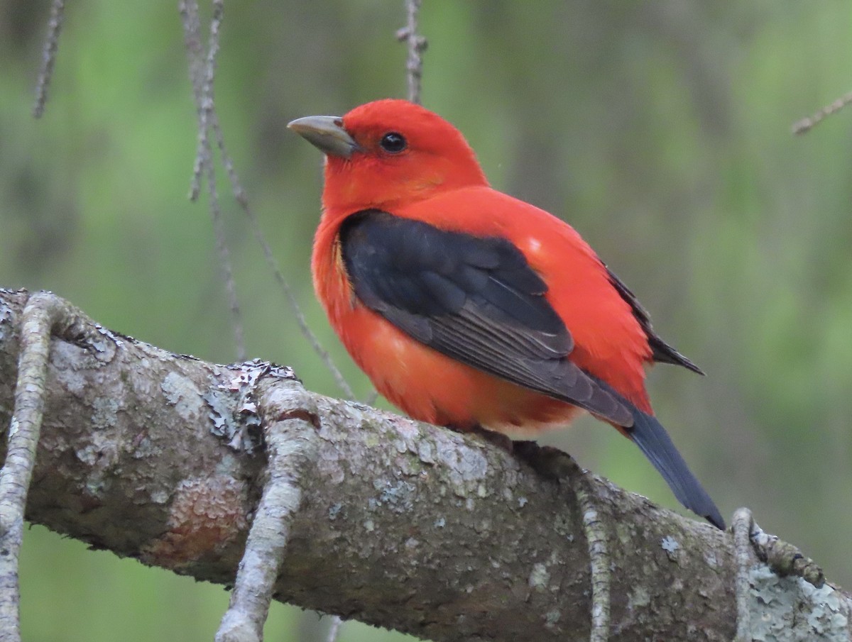 Scarlet Tanager - Jacob  Van Patten